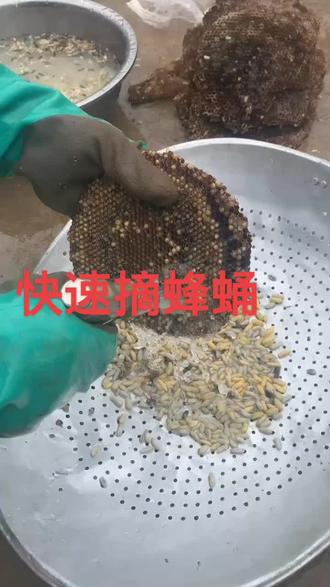 教你最快摘青米蜂蛹,