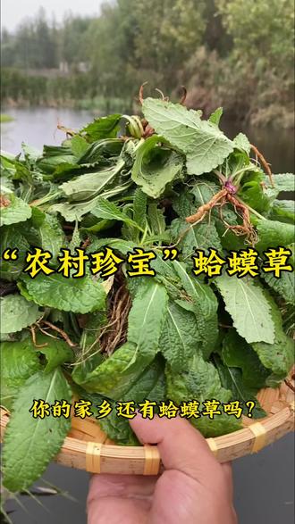 蛤蟆草火了 长得巨丑的蛤蟆草,你可别小瞧了它,在农村经常会有人偷偷的把它挖回家#三农 #科普 #新农人计划 #蛤蟆草@抖音小助手