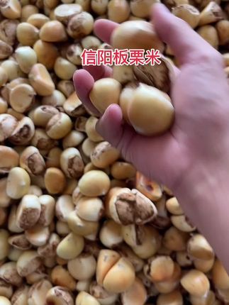 2025新鲜板栗米,煲汤炖肉特别好吃,软糯香甜#信阳板栗#信阳特产 #新农人创业