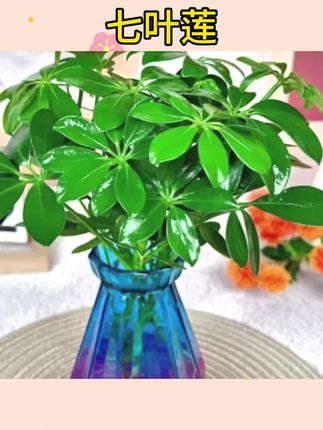 #七叶莲 #水培七叶莲 #绿植花卉 水培七叶莲鸭脚木绿植盆栽室内外生长四季常青观叶植物#鸭脚木 #盆栽植物室内