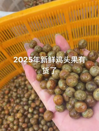 2025年新鲜鸡头果大量上市了,自尊果,大果中果,小果都有货,爱吃霍邱本地鸡头果的可以安排上了,线上线下正在热卖中赶快进来看看吧