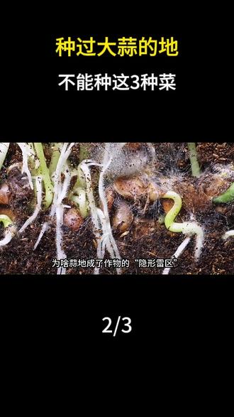 种过大蒜的地,不能种这3种菜? #科普 #大蒜 #植物 #涨知识 #抖音合集升级计划
