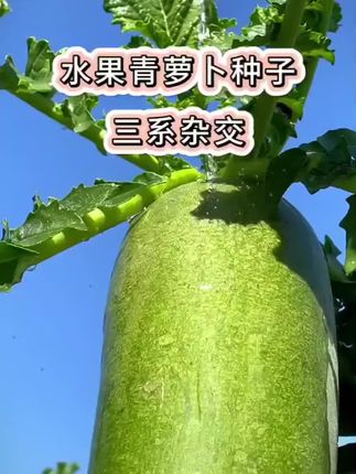 冰糖脆水果萝卜种子四季高产可生吃青萝卜菜种子室内盆栽绿萝卜种#种菜 #种植萝卜的季节到了