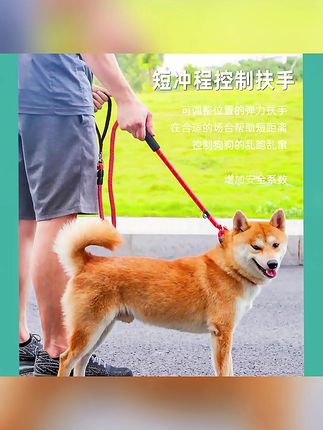 中大型犬狗链遛狗绳P链p绳加粗加长训犬防爆冲松紧拉布拉多牵引绳#牵引绳 #新手养狗 #狗狗牵引绳