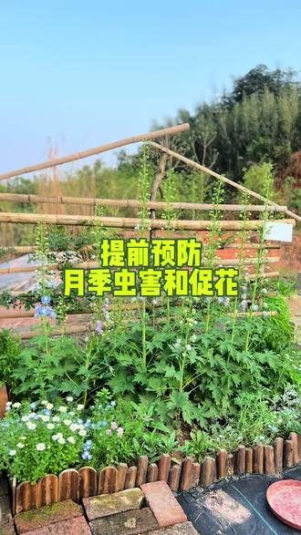 月季想要多开花,提前防虫+磷酸二氢钾促花不能少! #月季#月季养护#月季防虫 #月季促花肥#养花