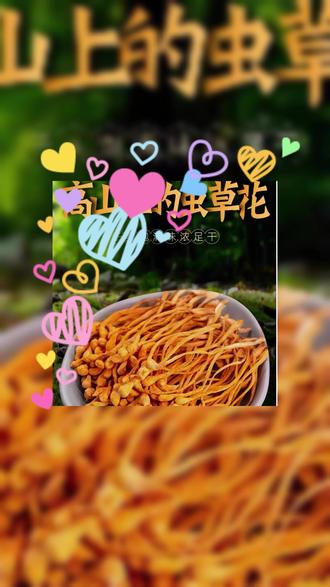 高山菇农种植虫草花,菇农直发,没不是工厂 不是城市里发