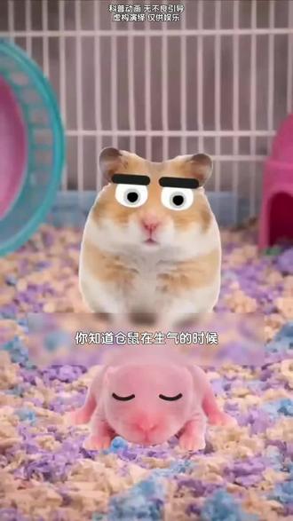 你知道仓鼠在生气的时候,会吃掉自己的幼崽...