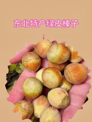颗颗都是粒大饱满香脆,新鲜的真的巨好吃#榛子#营养价值高#新鲜榛子