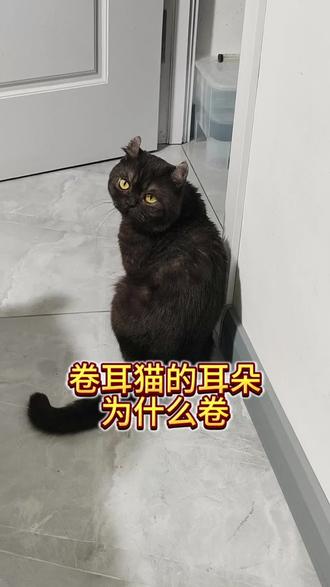 卷耳猫的耳朵为什么卷 #萌宠出道计划 #猫咪的迷惑行为 #记录猫咪日常 #猫咪 #卷耳猫
