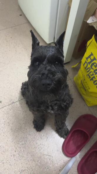 问了他半天也不说要干嘛,原来是想要摸摸头