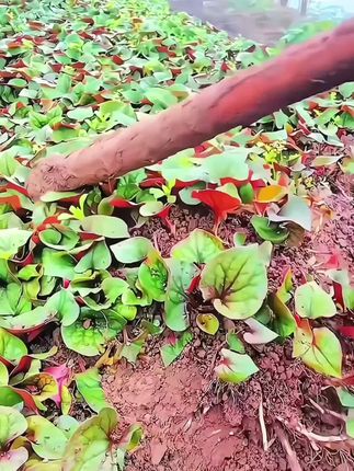农家现挖带泥鱼腥草折耳根新鲜嫩根嫩芽节儿根湖北蔬菜半斤1斤5斤#鱼腥草#折耳根#新鲜采摘 #无限回购的宝藏单品 #产地直发
