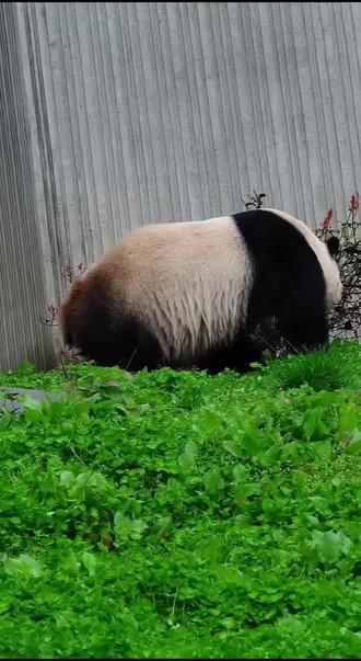 大熊猫乔乔,大熊猫姚蔓崽,姚小八