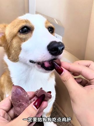 败家毛蒸煮鲜鸡肝#狗狗零食推荐
