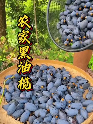 在哪都忘不了家乡的黑油榄,下粥神器,吃起来软糯清香,赶紧尝尝吧#我的乡村生活 #新农人计划2025#家常菜 #黑油榄