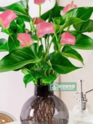 【【带花发货】粉掌粉精灵水培花卉盆栽室内客厅四季开花净化空气绿植】#好物分享 #室内绿植 #好物分享🔥