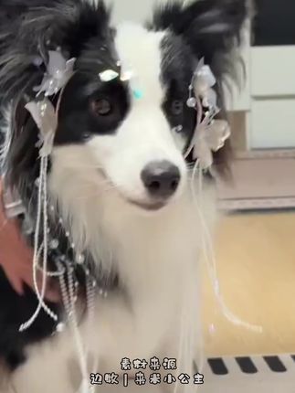 #虚拟主播春荷 #动物配音 今天这个门必须给我出!天王老子来了也得出门!#特色转场 #动物的迷惑行为 #春荷