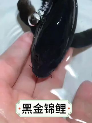 自带“贵运”BUFF的黑金锦鲤!不只 是观赏,是把“时来运转”养在眼前,锦鲤界的 “幸运顶流”,游起来带风带光,养它,让好事 追着你跑~家有鱼缸的赶紧备起来吧! #养鱼人 #观赏鱼 #水族#锦鲤#无限回购的宝藏单品