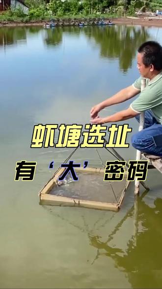 虾塘选址好,养虾变得简单!若选不好,养虾难度加大!#养虾 #虾塘 #对虾养殖