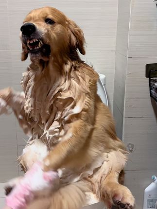 🎀周大毛的日常生活🎀