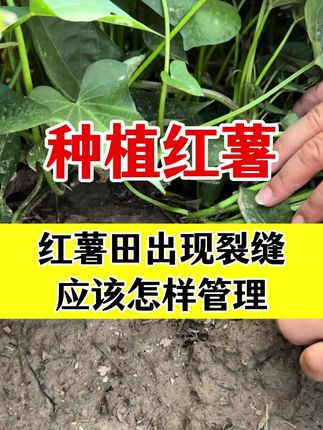 红薯膨大期应该怎么管理#红薯种植 #红薯高产管理 #红薯膨大增产配方 #红薯种植技术