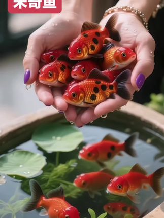 米奇鱼是水族箱里的“快乐符号”,尾鳍上那三个墨点恰似米老鼠的标志性头像,游动时像拖着一串灵动的卡通印记,自带童趣滤镜。   它们身形小巧玲珑,银白底色缀着细碎黑斑,群游时像撒了一把会动的星辰。性格活泼却不闹腾,总在水草间穿梭嬉戏,雄鱼追着雌鱼转圈的模样,像在跳一支轻快的圆舞曲。   不挑食易养活,哪怕新手也能轻松驾驭。这抹带着卡通基因的灵动,让鱼缸瞬间变成童话小世界,看它们游弋,连时光都变得轻快起来。#米奇鱼 #观赏鱼世界 #鱼缸里的大自然 #轻松养鱼 #养鱼