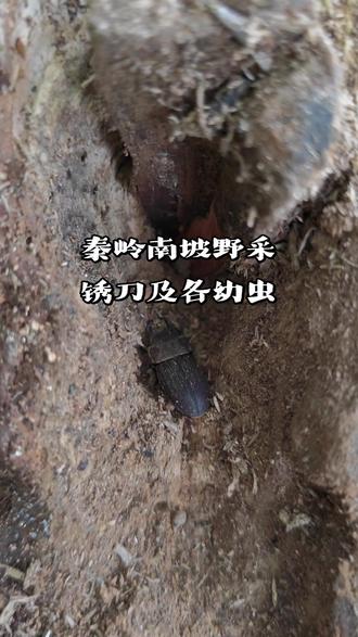 秦岭南坡地区野采锹甲,锈刀成虫2对,大量独角仙幼虫,及各种锹幼,海拔690左右#户外寻虫 #独角仙#锹甲#锈刀锹#长戟大兜虫