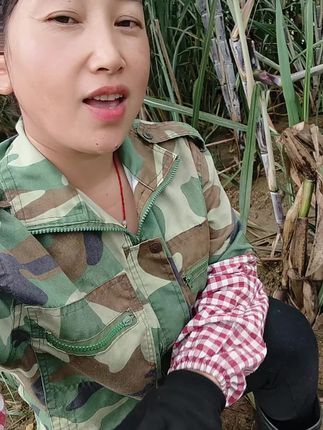青桂田甘蔗除草剂