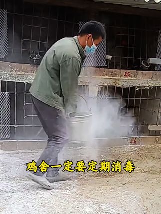 #养殖#养鸡人#农村散养土鸡#消毒