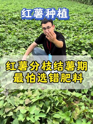红薯分枝结薯期,最怕的就是选错肥料。 #红薯种植 #红薯管理 #红薯高产 #红薯宝宝