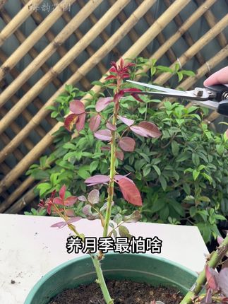 养月季要知道它常见的几种病害#月季 #花卉绿植 #分享家庭养花知识