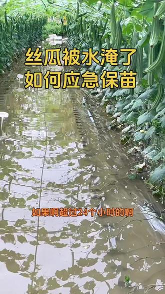丝瓜被水淹了如何应急保苗