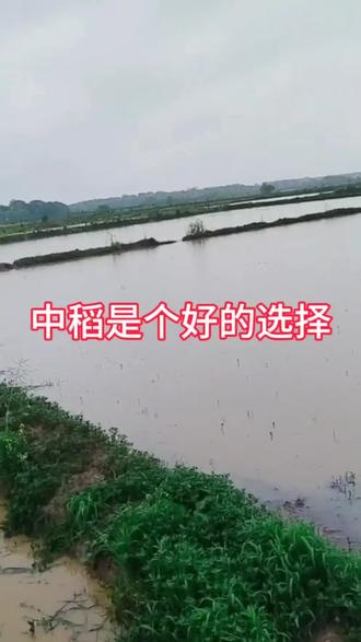 早稻没有播种的,或水淹烂秧的,可以考虑改种中稻,5月底至6月中旬前种植,降低种植成本。#早稻直播 #中稻 #早稻种植