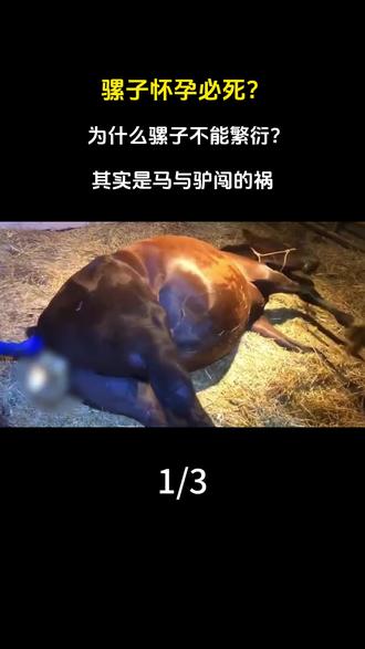 骡子怀孕必死?为什么骡子不能繁衍?其实是马与驴闯的祸。#科普 #动物科普 #骡子 #涨知识