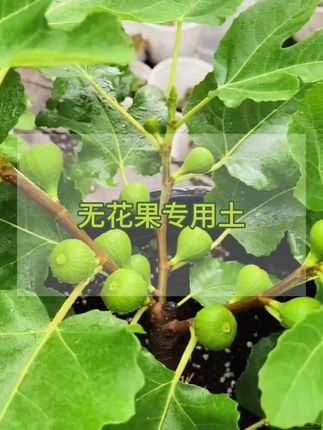 想要无花果长得好,选对土壤很重要,可以试试这种无花果专用营养土,#无花果专用土 #无花果 #无花果养护 #营养土 #营养土厂家