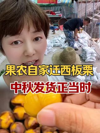 这可不是普通板栗,3113是迁西板栗里的“尖子生”,果农自家种的就是不一样——外壳摸着手感还带点潮乎,轻轻一剥就能露出金黄金黄的果肉,一点不粘壳!咬一口又粉又甜,带着栗子特有的清香,不是那种加了糖精的齁甜,是从果肉里透出来的自然甜,空口吃都能炫好几个。 #板栗 #中秋礼物 #迁西板栗 #果农自产自销#优质农产品