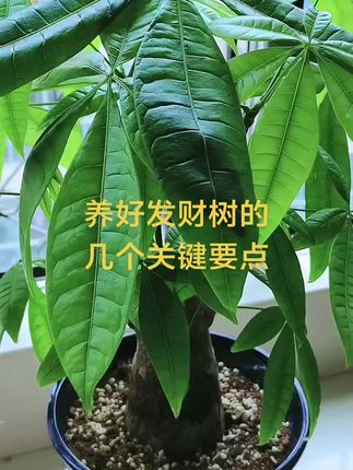 #分享家庭养花知识 #发财树