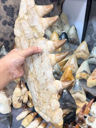 带替换齿超级沧龙颌骨化石 这是一块形似航母的沧龙颌骨化石,拥有五颗粗壮的牙齿,每颗牙齿的替换齿都已显现,非常难得一见!#沧龙化石#海洋生物 #恐龙化石 #霸王龙#收藏摆件
