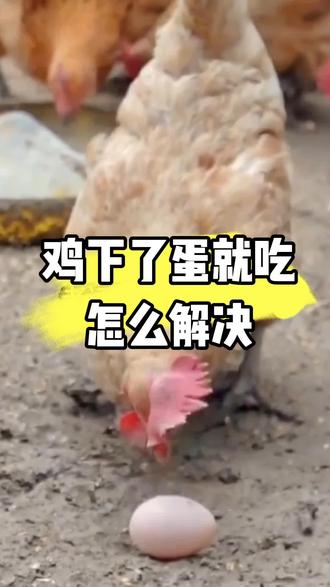 鸡下了蛋就吃了,怎么解决#科学养鸡#养鸡知识#三农