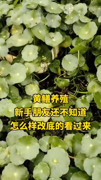 黄鳝养殖还不知道 新手朋友怎么改底的看过来#黄鳝 #黄鳝养殖 #野生黄鳝 #水产养殖 #水产养殖技术 @抖音小助手 @抖音创作灵感 @抖音作者助手