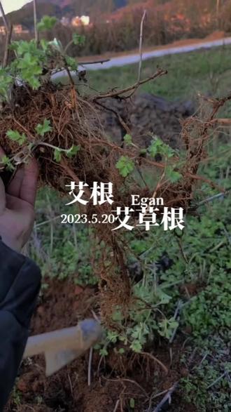 想不到艾草的根有这么大用处 #三农 #农村 #艾草