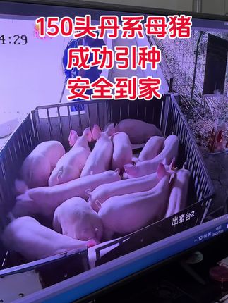所有母猪已经安全回家。其中还进了50头原种母猪,等我们调理一段时间就可以开放参观了,想复养抓母猪的朋友,怕小飞蓝耳圆环的朋友,欢迎来我们猪场参观,随时开放检测#克非 #非瘟防控最好方案 #克非先生 #蓝耳圆环副猪
