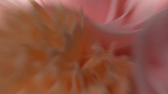 爱你老妈#妈妈 #手捧花束 #送妈妈生日礼物 #项链 #情人节快乐 @DOU+小助手