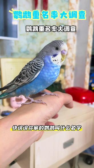 #手养鹦鹉 #鹦鹉日常 #虎皮鹦鹉 #上热门 #dou热门 我家的叫小蓝,所以你家的鹦鹉叫什么?