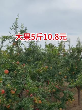 软籽石榴大果
