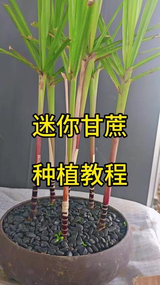 教大家种迷你盆栽甘蔗#迷你甘蔗
