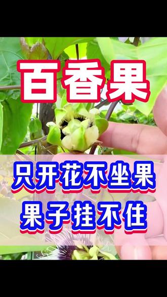 只开花不坐果,果子挂不住,怎么办? #百香果 #百香果种植 #百香果管理 #百香果种植技术管理 #百香果高产