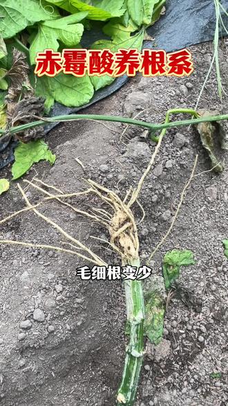 瓜类生根剂爆根剂赤霉酸 瓜类根系不行,出现早衰现象就用赤霉酸 ,一亩地冲施50g,恢复长势,继续结果#种植技术 #赤霉酸 #生根剂 #爆根剂 #农业技术推广
