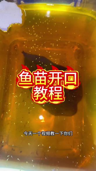 鱼苗开口教程。鱼苗什么时候开口如何开口一个视频教会你们#斗鱼 #国斗 #养鱼人 #繁殖
