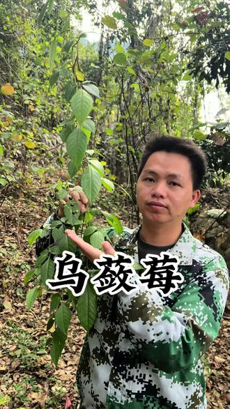 乌蔹莓,你肯定没听说过。母猪藤认识不?孩童时的噩梦,厌过刮木薯#植物科普#你的家乡也有这种植物吗 #抖出家乡山货 #