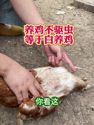 养鸡不驱虫,等于白养鸡 #养鸡#养鸡人#养鸡小妙招#三农#鸡鸭鹅养殖